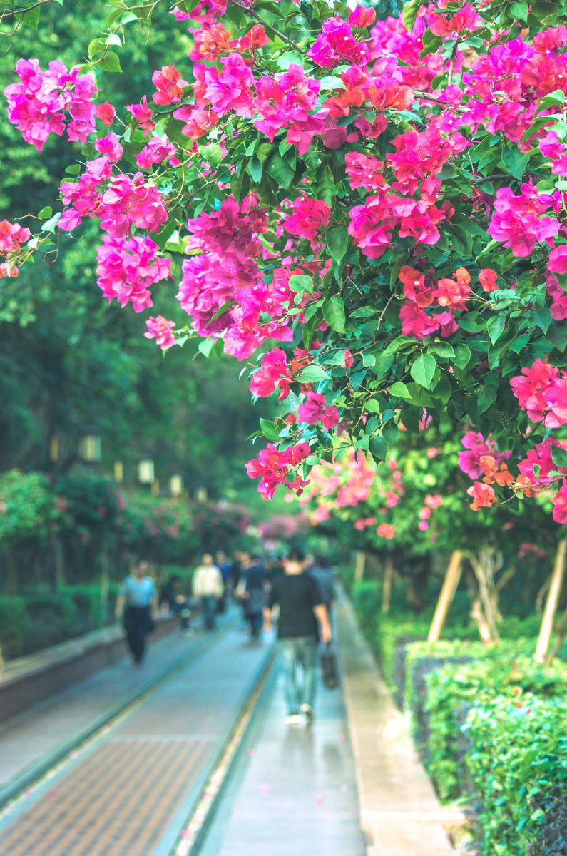 深圳，深圳.jpg